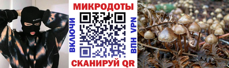 купить наркотик  Тихвин  Псилоцибиновые грибы Cubensis 
